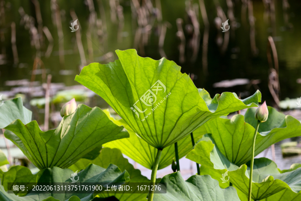 荷葉