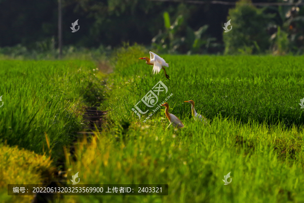 大田垌白鷺聚集繁殖覓食點
