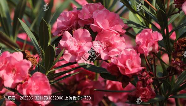 夾竹桃