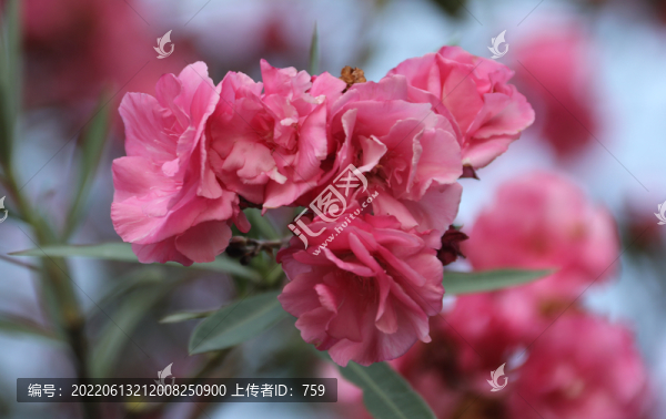 夾竹桃
