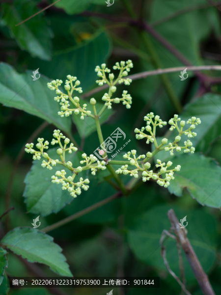 野生烏蘞莓的花果期