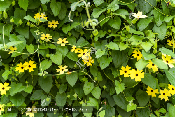 牽牛花