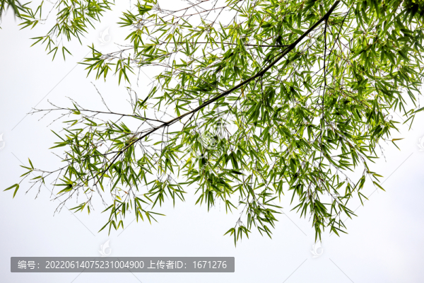 竹葉