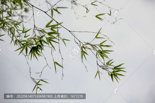 竹葉