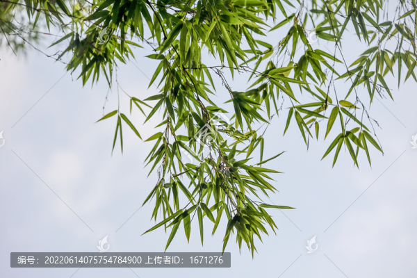 竹葉