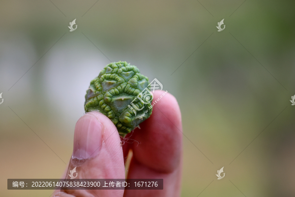水杉果