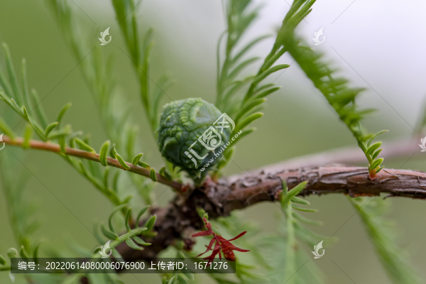 水杉果