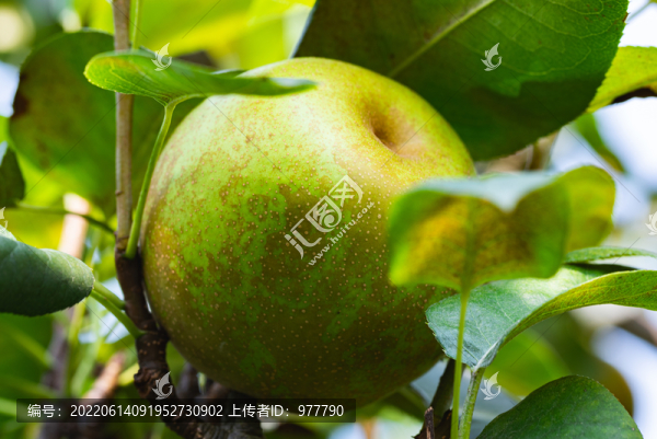 蘇州高新區(qū)樹山翠冠梨