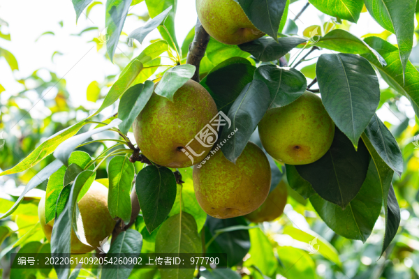 梨滿枝頭