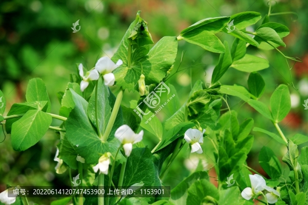 豌豆開花