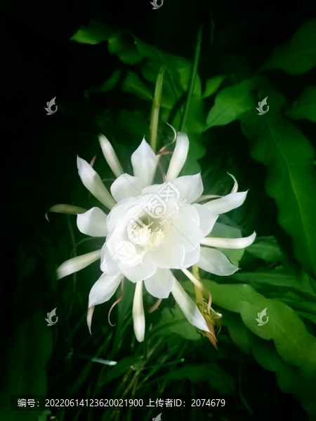 曇花