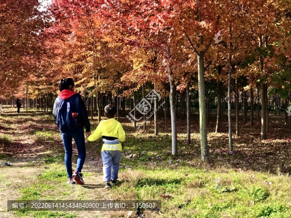 楓林紅透母子游
