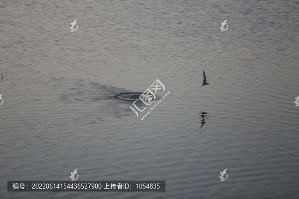 白喉海燕
