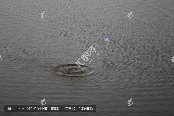 白喉海燕