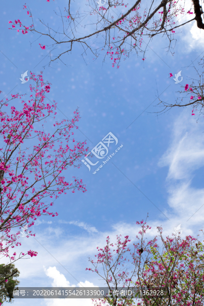櫻花季