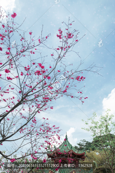 櫻花季
