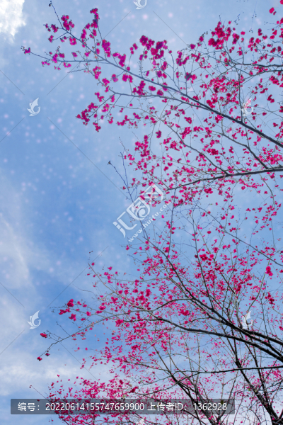櫻花季