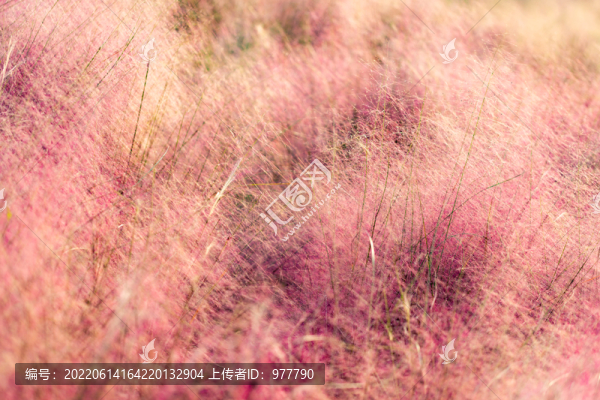 粉黛亂子草