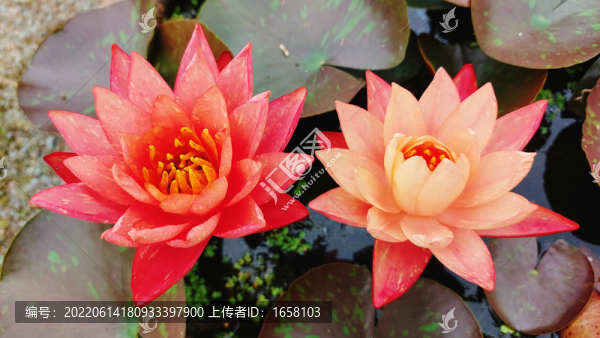 蓮花
