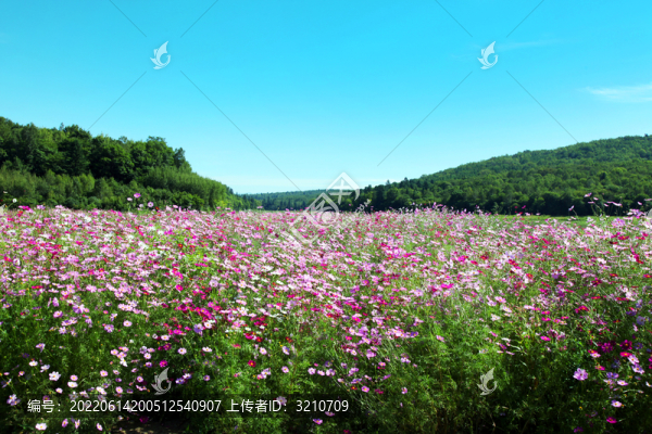 藍(lán)天森林花海