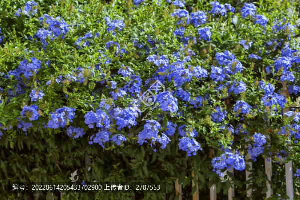 藍花丹