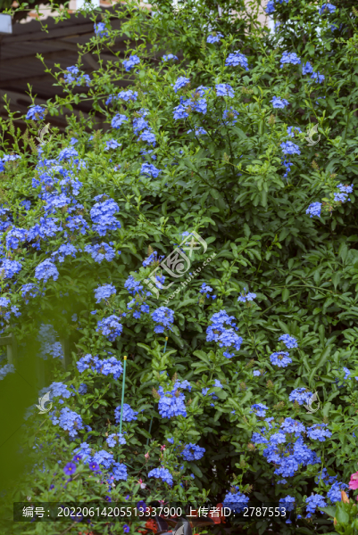 藍(lán)花丹