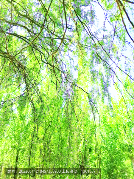 柳樹(shù)枝