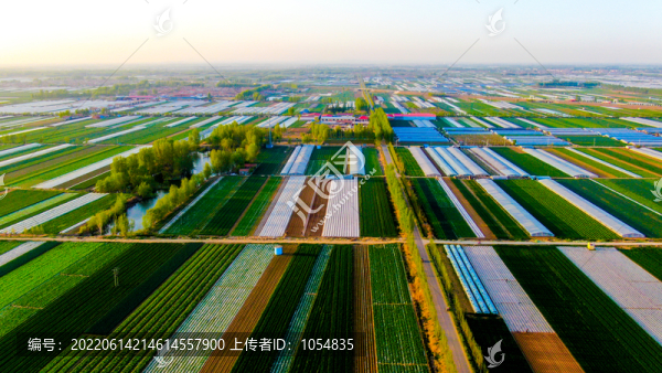 農(nóng)田菜地大白菜