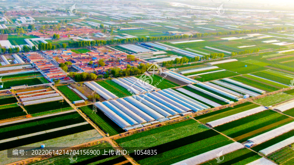 萬(wàn)畝白菜-匯圖網(wǎng) www.fosd68.com 萬(wàn)畝白菜