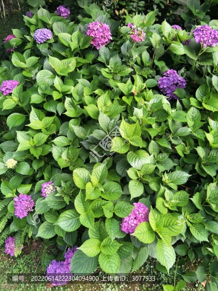 公園繡球花