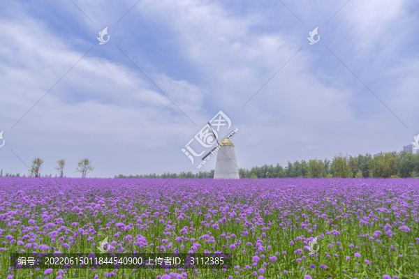 長(zhǎng)沙月亮島的薰衣草花海