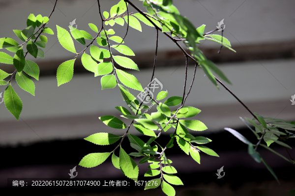 綠葉