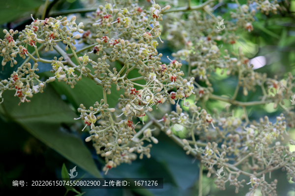 梧桐花