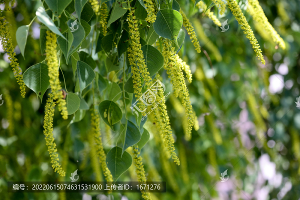 烏桕花