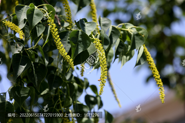 烏桕花