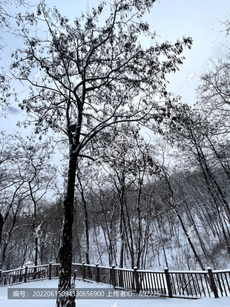 雪樹