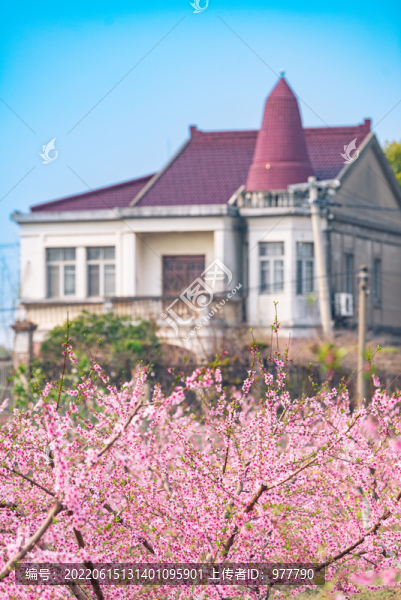 桃花叢中的田園鄉(xiāng)村
