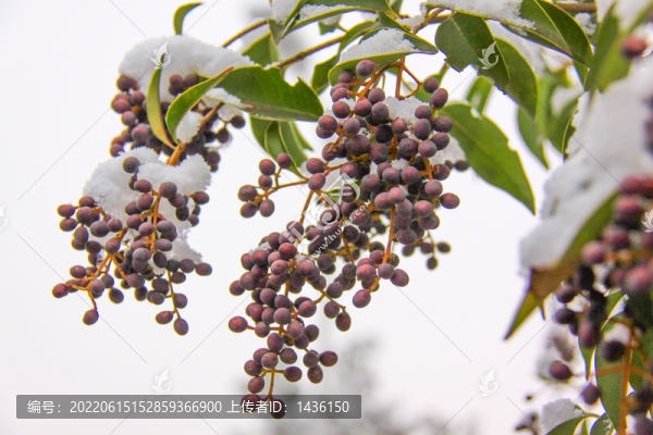 女貞樹