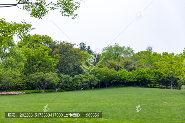 藍天草地樹林