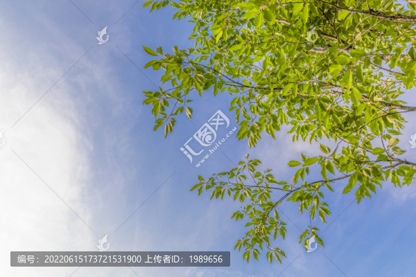 仰望藍天白云樹枝