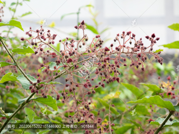 野生的烏泡子的開花期