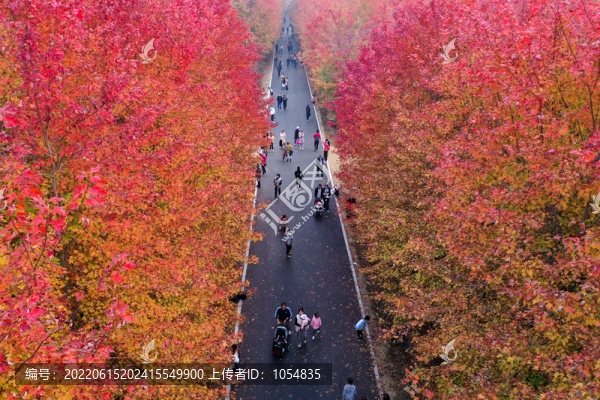 張家樓紅楓林