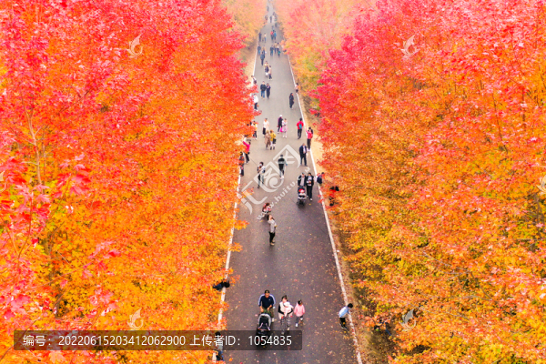 張家樓紅楓林