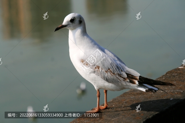 紅嘴鷗
