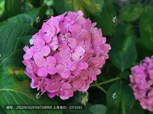 粉色繡球花