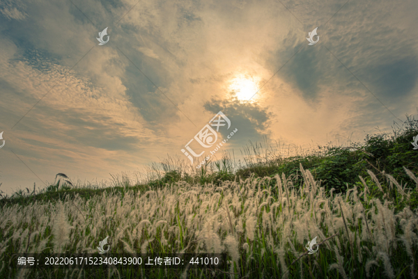 夕陽下的蘆葦