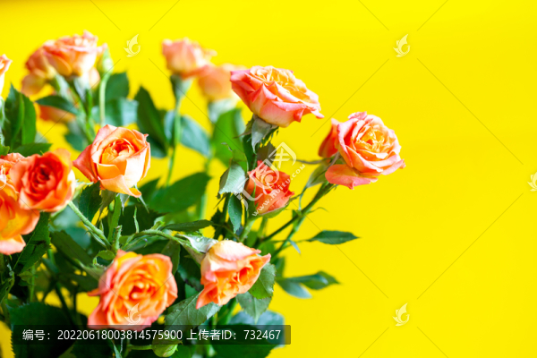 花卉玫瑰花