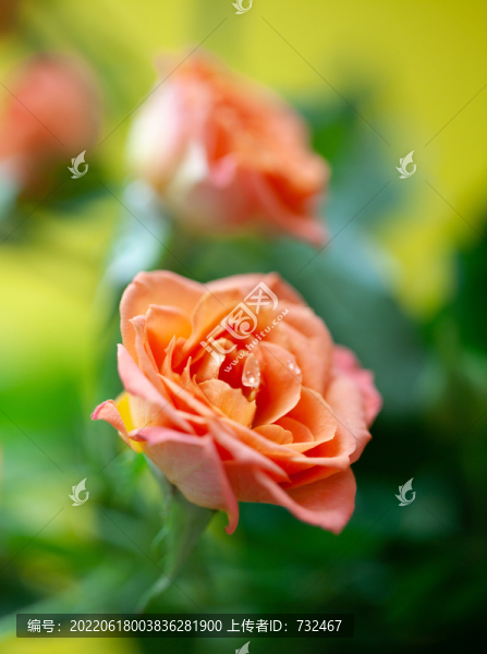 花卉玫瑰花