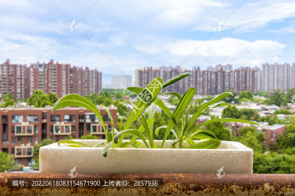 疫情居家陽臺上種植的油麥菜