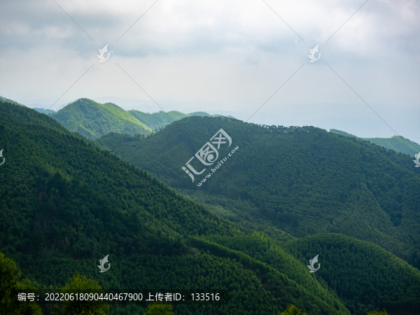 森林植被